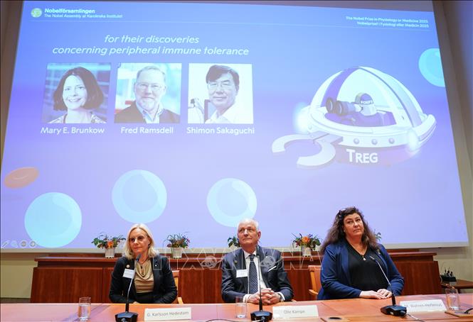 Nobel 2025: “Lá chắn an ninh sinh học” cho hệ miễn dịch